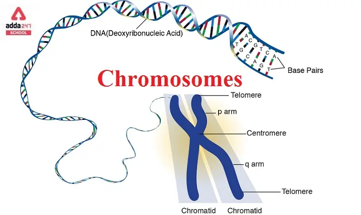 How Many Chromosomes Do Humans Have — CitiMuzik