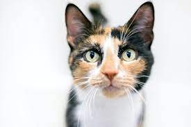 Calico Cat Breed Information, Characteristics, and Care