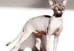 Hairless Cat - Sphynx Cat Breed Information