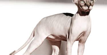 Hairless Cat - Sphynx Cat Breed Information