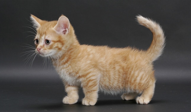 Munchkin Cat Breed Information, Characteristics and Care