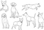 How to draw a Dog?