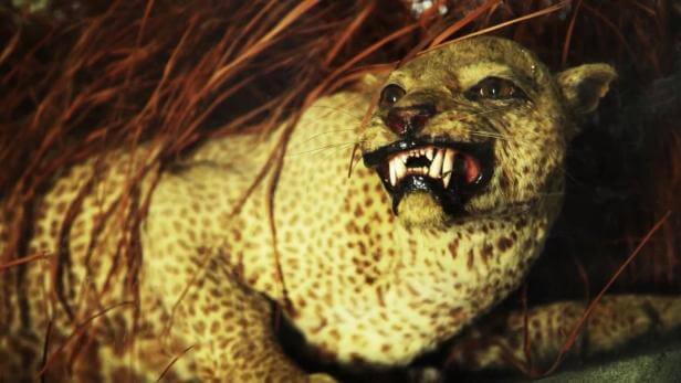 Zanzibar Leopard - Is the Mysterious Animal Real?