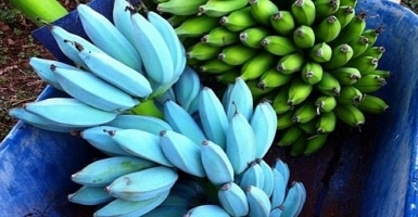 Is blue banana healthful?