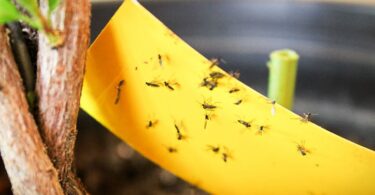 How to Get Rid of Fruit Flies in Plants