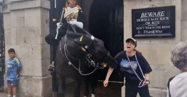 King Charles' Guard Horse Bites Tourist in Shocking Incident (Video)