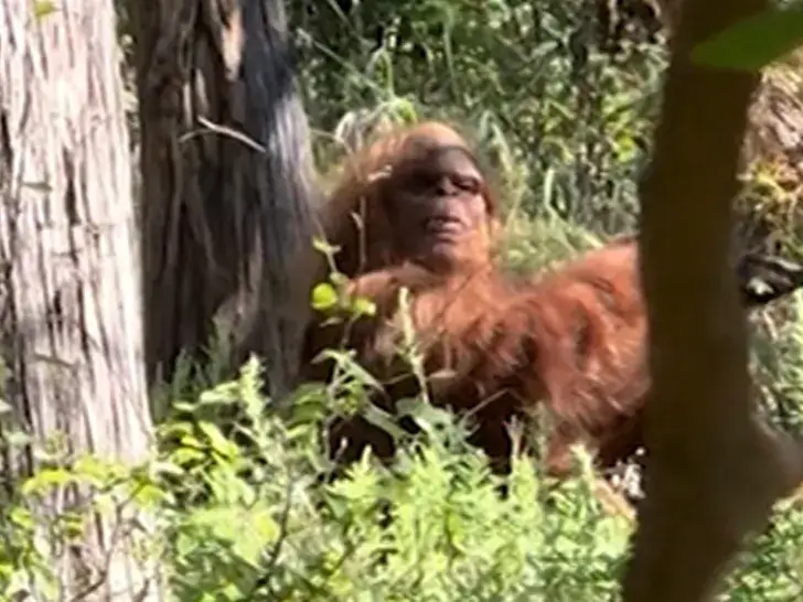 Viral Video of Bigfoot Spotted Chilling in Oklahoma