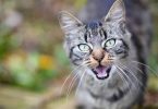 Cat Sounds – Realistic 15-Minute Cat Sounds