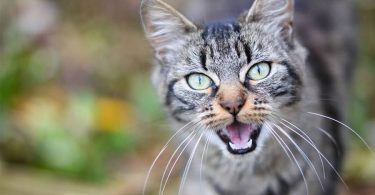 Cat Sounds – Realistic 15-Minute Cat Sounds