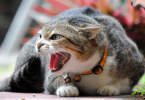 Intense Angry Cat Fighting Sounds MP3 DOWNLOAD