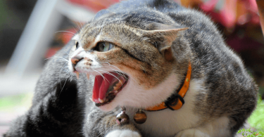 Intense Angry Cat Fighting Sounds MP3 DOWNLOAD