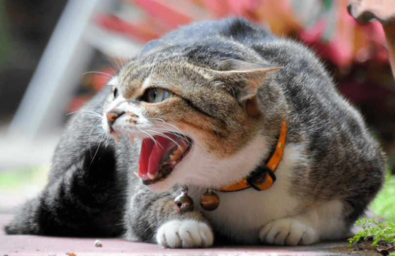 Intense Angry Cat Fighting Sounds MP3 DOWNLOAD