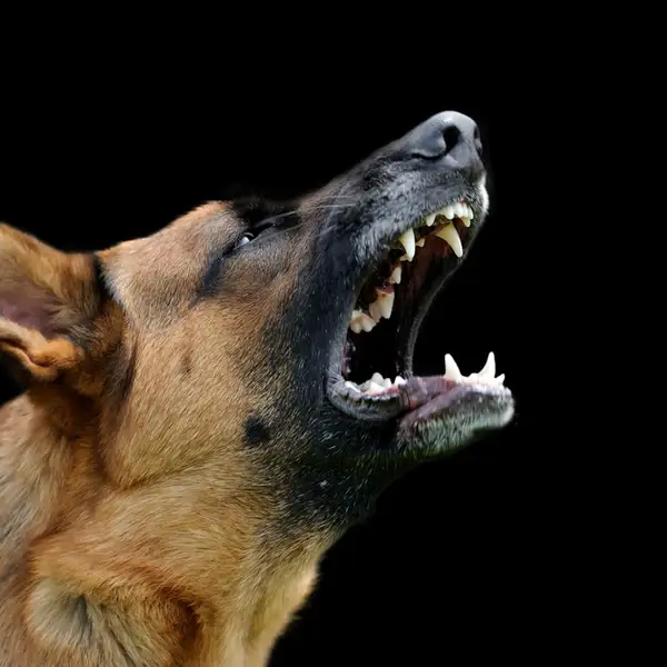 Audio Dog Barking Mp3 Download