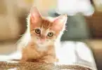 Cat Sounds – Attract Your Kitten with These Special Sounds