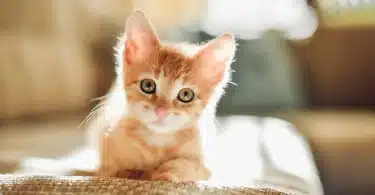 Cat Sounds – Attract Your Kitten with These Special Sounds