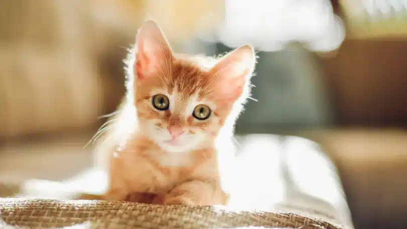 Cat Sounds – Attract Your Kitten with These Special Sounds